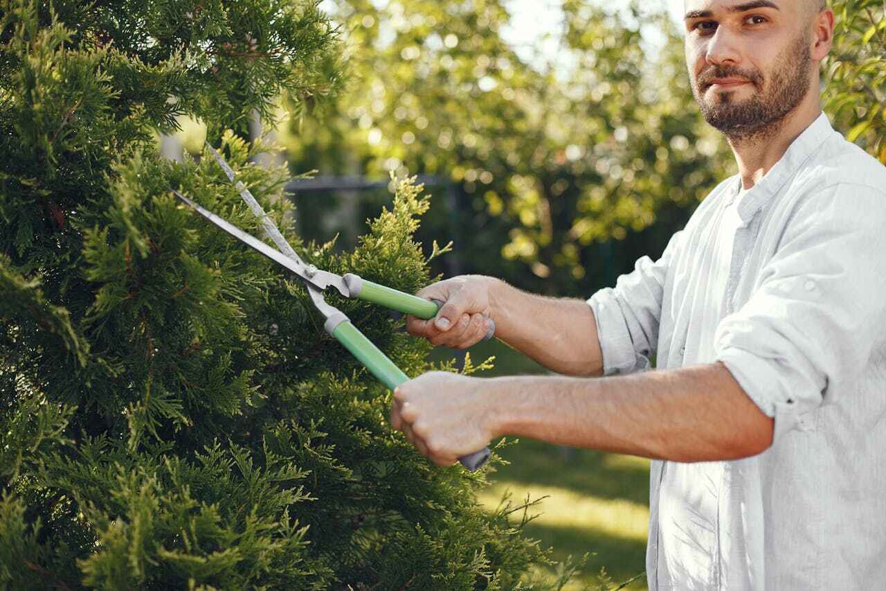 Emergency Storm Tree Removal